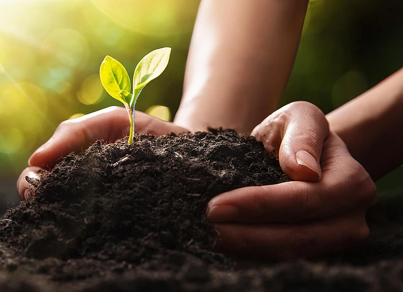 Hände pflanzen einen kleinen Setzling in die Erde im Sonnenlicht