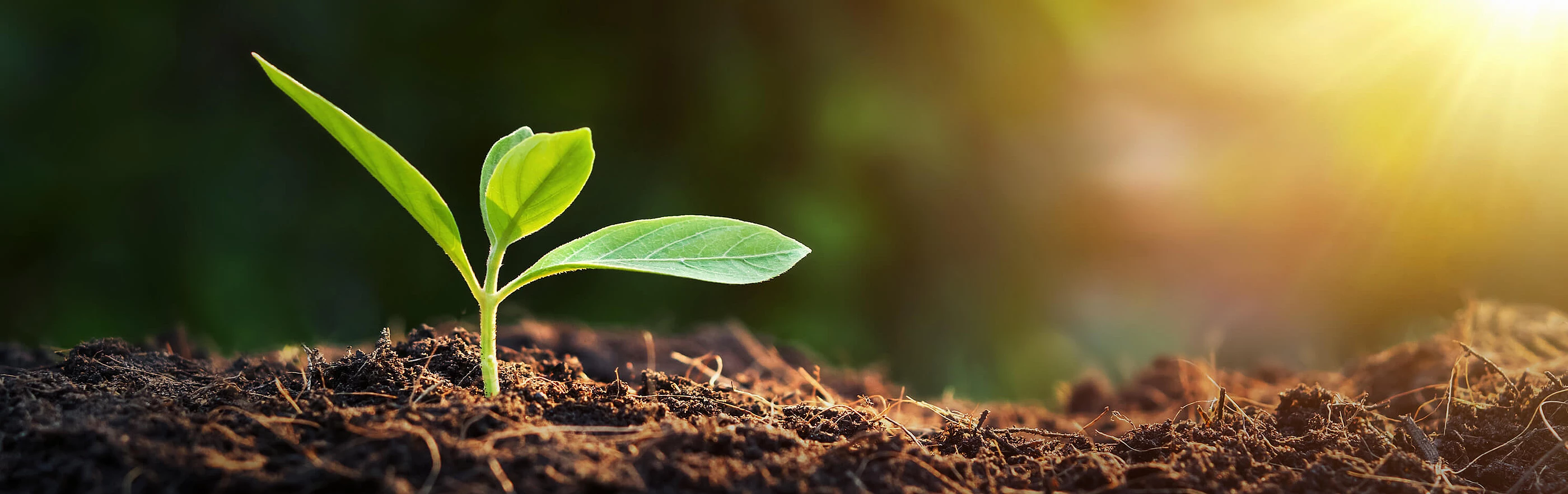 Nahaufnahme einer kleinen Pflanze, die aus brauner Erde wächst